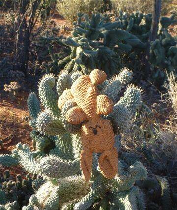 Cactus plants have become a real menace in Goldfields making land untenable Photo: Ross Wood