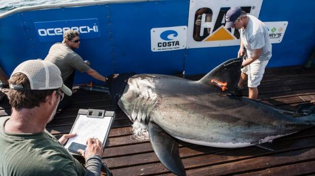 Although the research at the moment won't allow tagging of great whites OCEARCH have tagged them in the past Photo: OCEARCH.