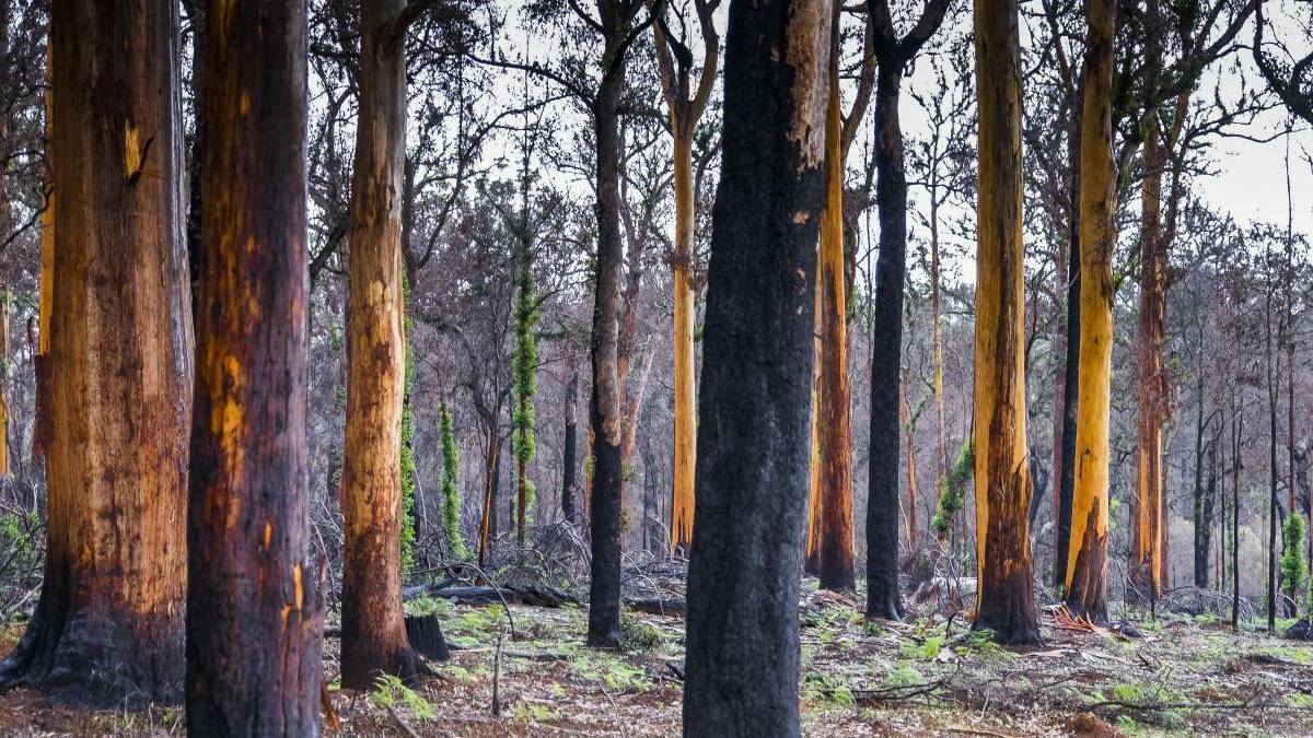 The WA state government has announced 3000 new fire hydrants will be installed in high risk bushfire areas across the Perth Hills and South West. Photo: Ashley Pearce. 