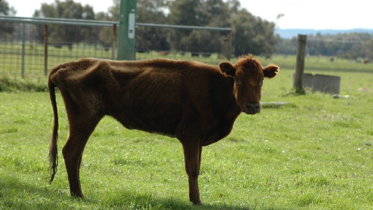  Neglected: Dead and malnourished cows in Coolup have prompted an animal welfare investigation.