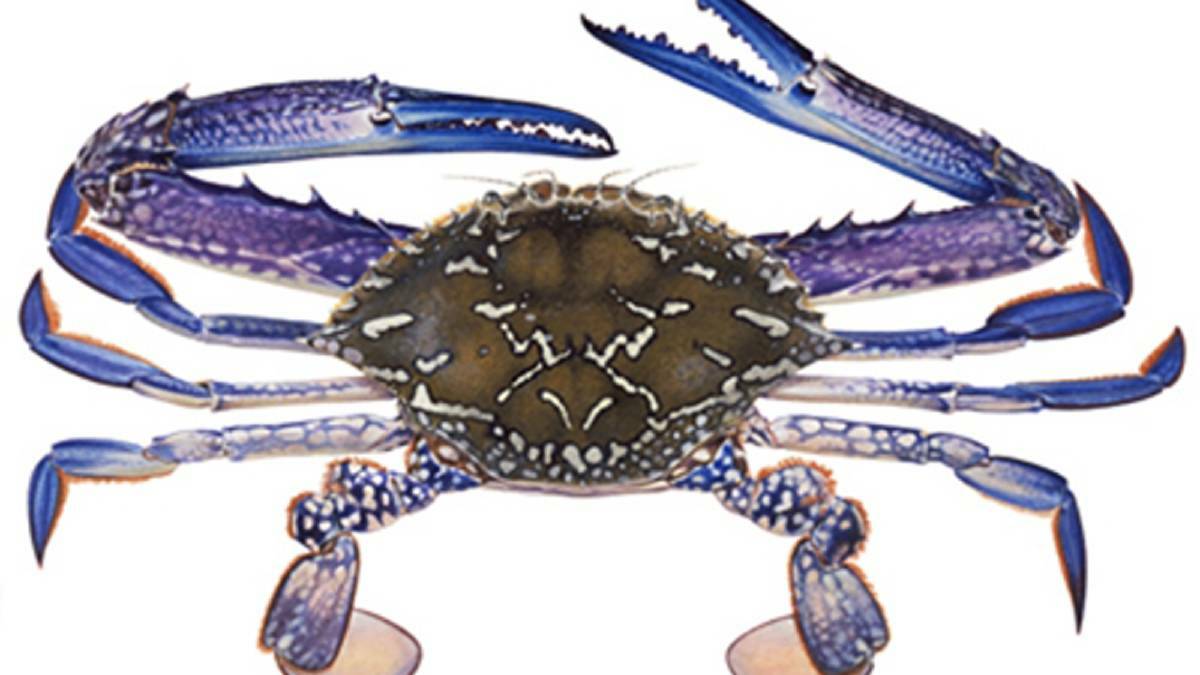 THE Peel-Harvey Estuary is now open for blue swimmer crab fishing after a two-month closure.
