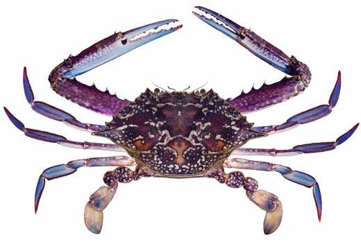 FOUR people were convicted of offences relating to undersized crabs in Mandurah Magistrates Court on Tuesday.