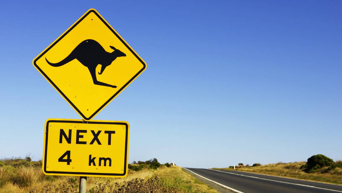 WITH SGIO claims data showing that kangaroos account for 80 per cent of all animal related collisions on WA roads, the insurer is urging drivers to be alert while at the wheel. Pic: Thinkstock.