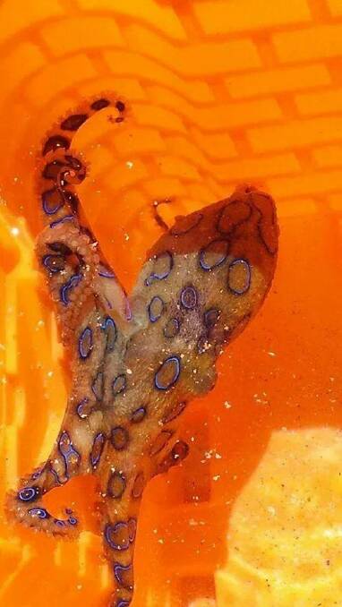The discovery of a blue-ringed octopus at a Mandurah beach this week has got people talking on social media.
