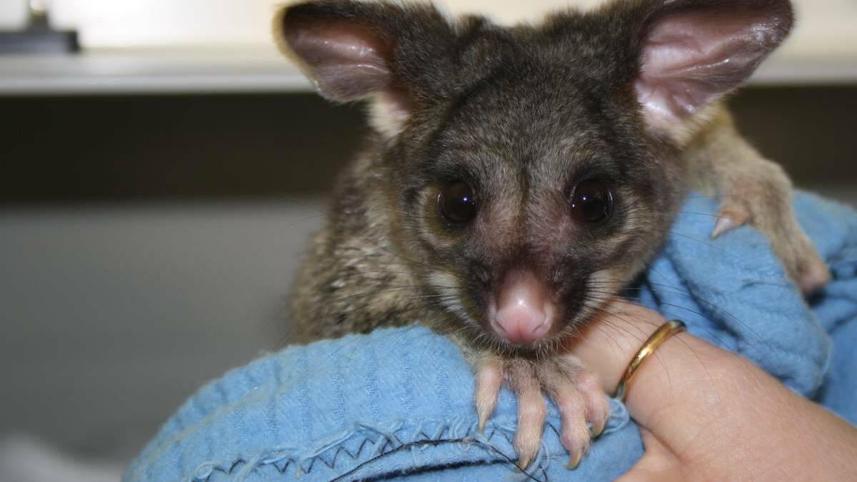 HALLS Head Small Animal Clinic was recognised for years of service with the Mandurah Wildlife Rescue recently.