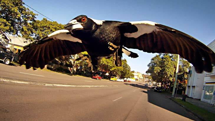 Male magpies start to swoop in Mandurah