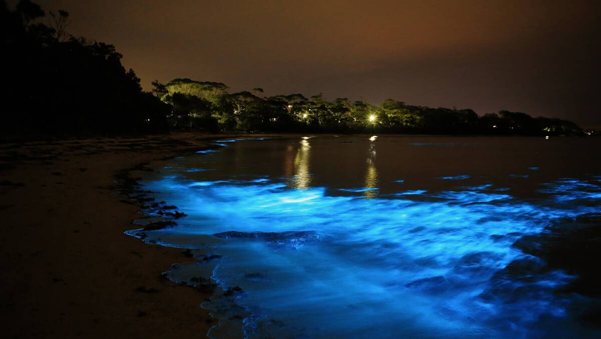 LIGHT SHOW: Vincentia photographer Corinne Le Gall’s superb photograph of bioluminescence on display in Jervis Bay last week.