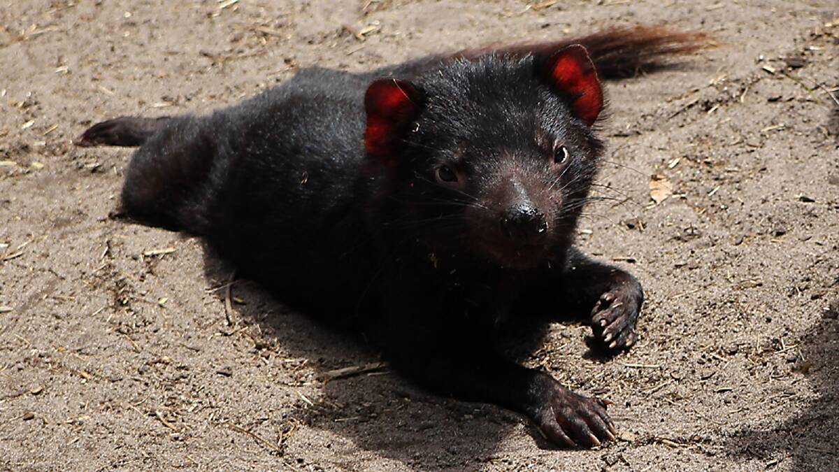 A photo of one of the Tasmanian devils at the Peel Zoo. Photo by Nathan Lacy.