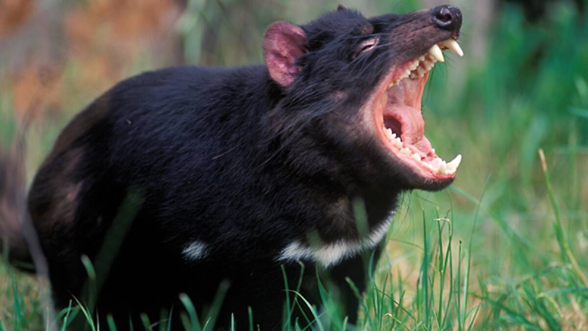 One of the Tasmanian devils which was left behind at Peel Zoo.
