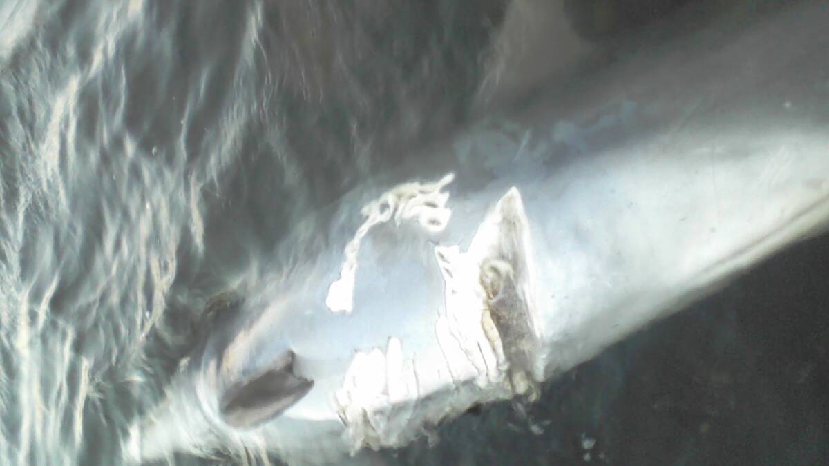 A dead dolphin was found near Boundary Island on Monday.