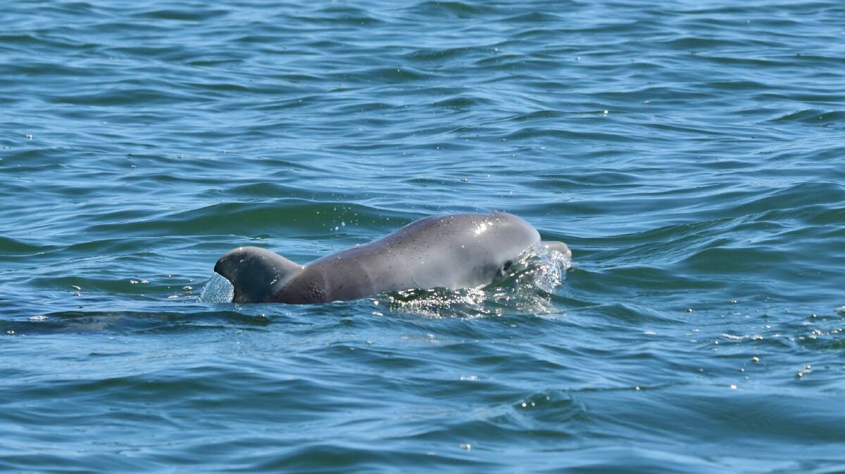 OUT TO PLAY: One of the beautiful new dolphin calves in the Peel region. Photo: Estuary Guardians Mandurah. 