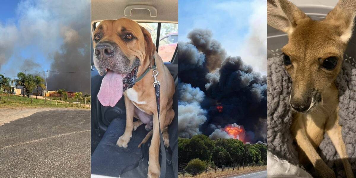 HAZARD: The bushfires blazing across WA are putting local animals and wildlife at risk, with volunteers dedicating their time to evacuating and protecting them. Photos: K9 Dog Rescue and River Wren Rescue. 