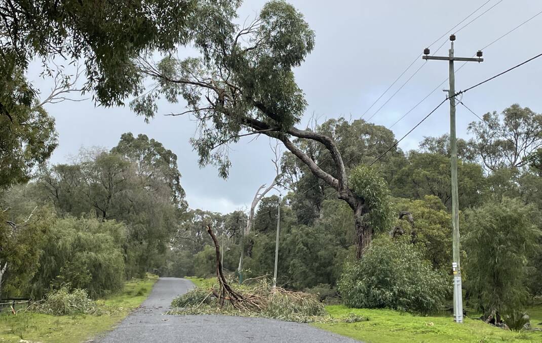 TIMBER: A tree blown over on John Road in Herron. Picture: Supplied.