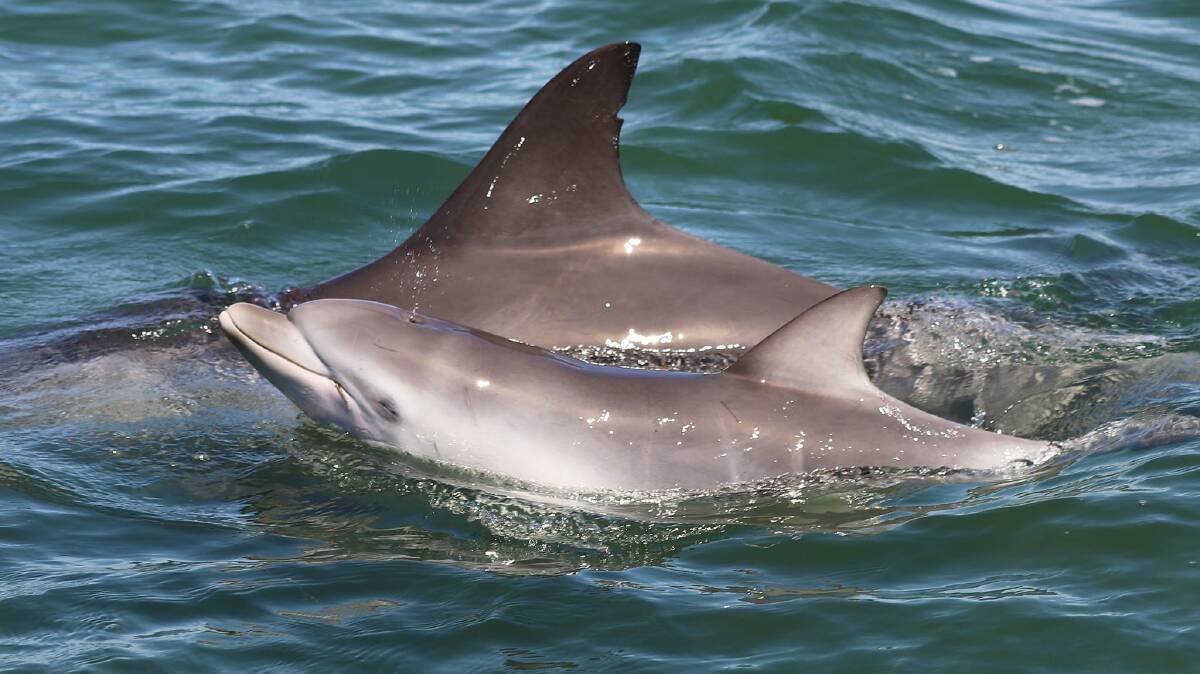 MEMORIES: Diamond and his mother Lucy when he was just a year old. Picture: Estuary Guardians Mandurah. 