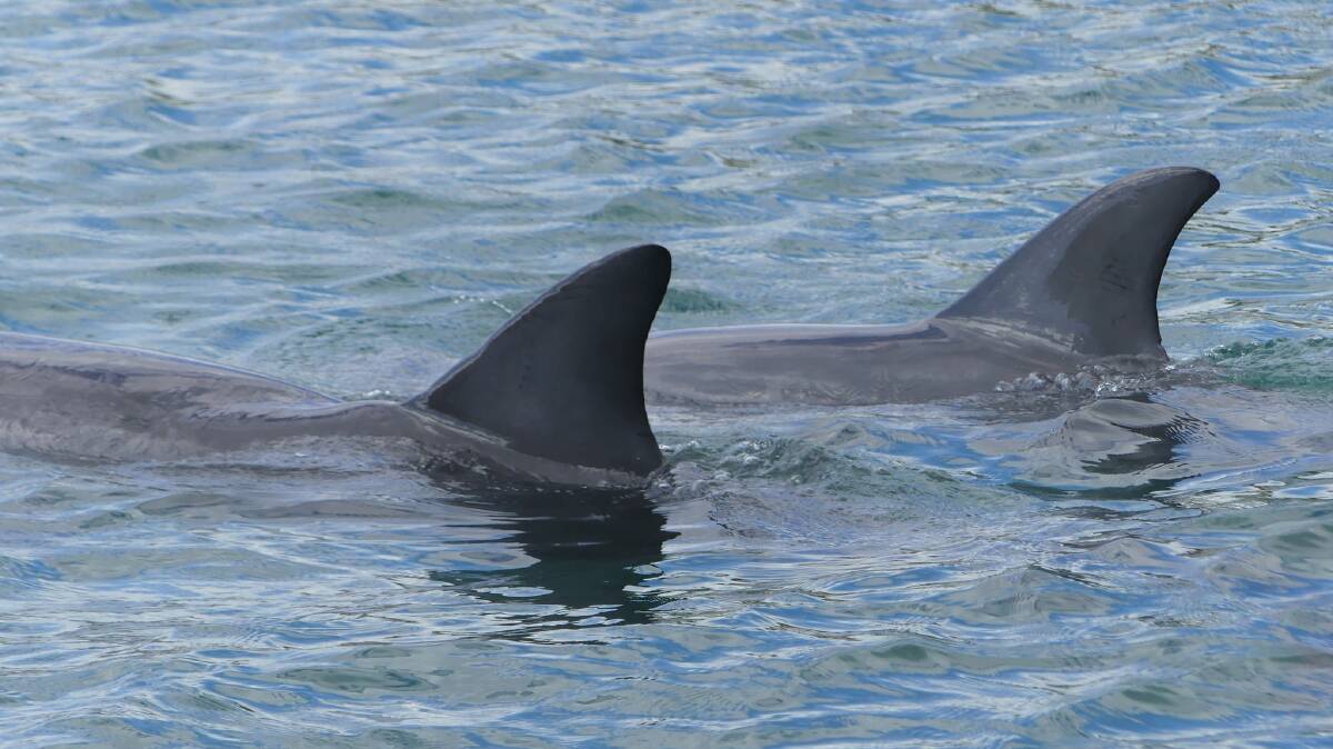 One of Dawesville's juvenile dolphins has found himself a bestie after a tumultuous few years. Picture by Estuary Guardians Mandurah. 