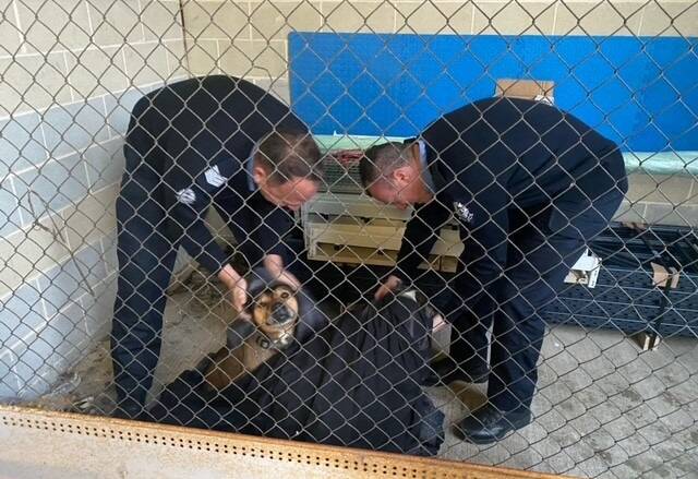 WOOF: The inmates provided no comment. Photo: Mandurah Police Twitter.