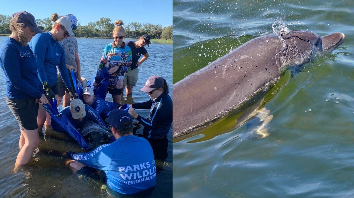 CHRISTMAS MIRACLE: Volunteers from Estuary Guardians Mandurah and Parks and Wildlife staged a heroic dolphin rescue on Boxing Day in the Peel. Picture: Supplied.