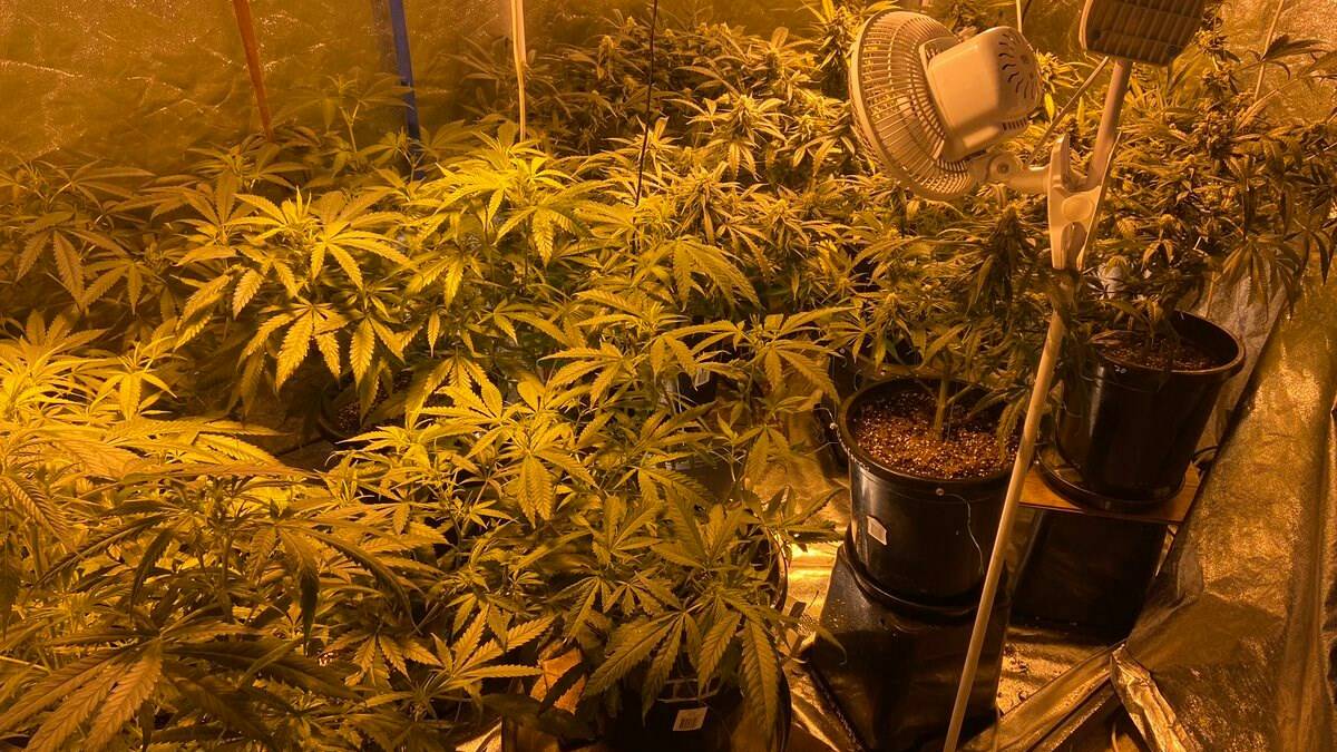 ILLICIT: Police discovered a hydroponic grow room on the property. Photo: WA Police.