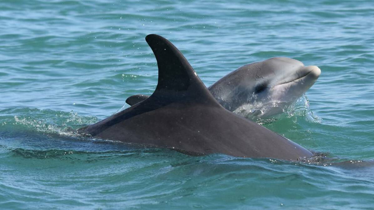 PROTECTION: Dolphin calf Meelan, pictured here with his mother, was one of the dolphins to tragically die in the Peel after fishing line entanglement. Photo: Estuary Guardians Mandurah.