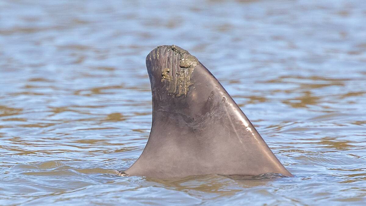 Trapped: Tsunami had a sunburnt dorsal fin, indicating she had been stuck in the estuary for a number of days. Picture: supplied 