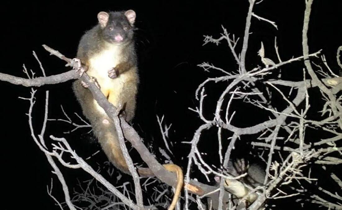 I spy: Community members are being called on to count sightings of western ringtail possums between April 9 and May 9. Picture: Supplied.