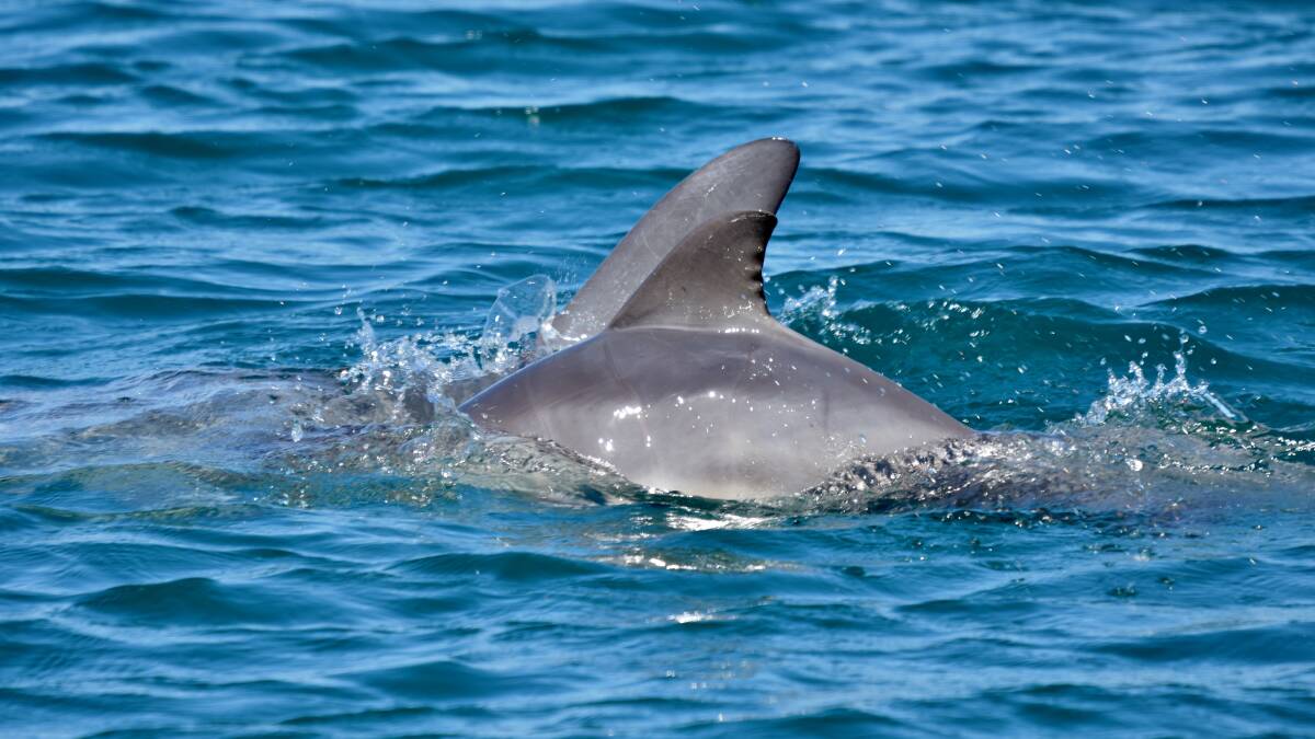 FRIENDLY: The resident Mandurah estuary dolphins are known to be friendly and often say hello to passing boats. Community members are warned to observe from afar and keep a safe distance. Photo: Estuary Guardians Mandurah.
