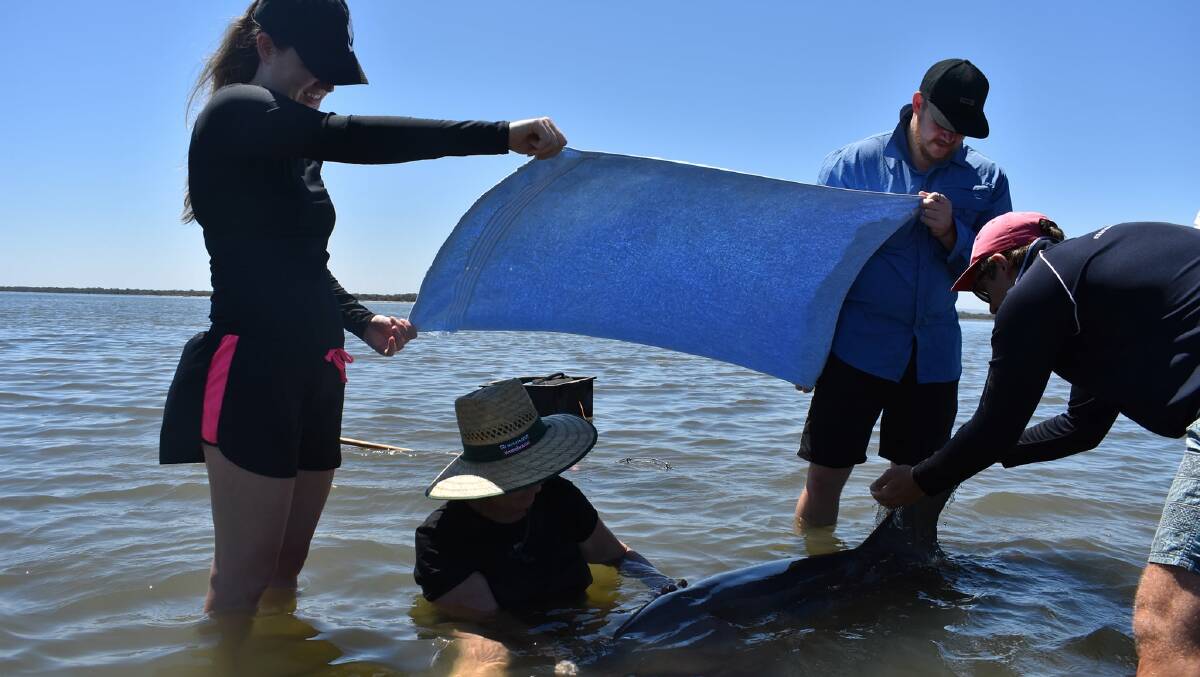 STRANDED: Dolphin calves are at higher risk of becoming stranded and sun burnt in warmer months. Buddy the dolphin became stranded in 2019, though was saved by volunteers and released into deeper waters. Photo: Estuary Guardians Mandurah.