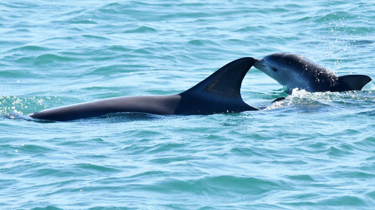 FAMILY: Dr Krista Nicholson says there is a family of dolphins in the estuary spanning three generations, a grandmother, mother and child. Photo: Supplied.
