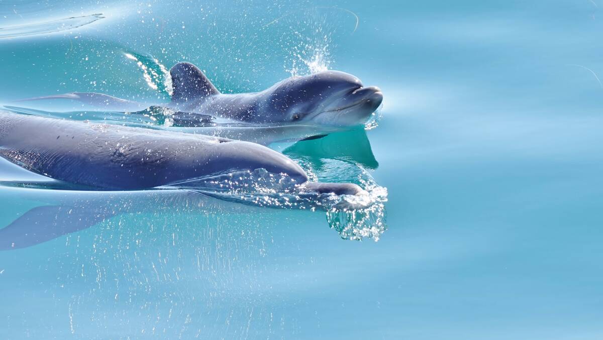 First dolphin calf of 2022 seen in Mandurah estuary, marking beginning of  resident pod dolphins breeding season | Mandurah Mail | Mandurah, WA