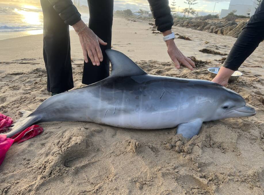 YOUNG LIFE: The fetal lines and shading on the calf helped the volunteers identify the dolphin was larger than average, which indicated that it was Nicky's calf. Picture: Supplied.