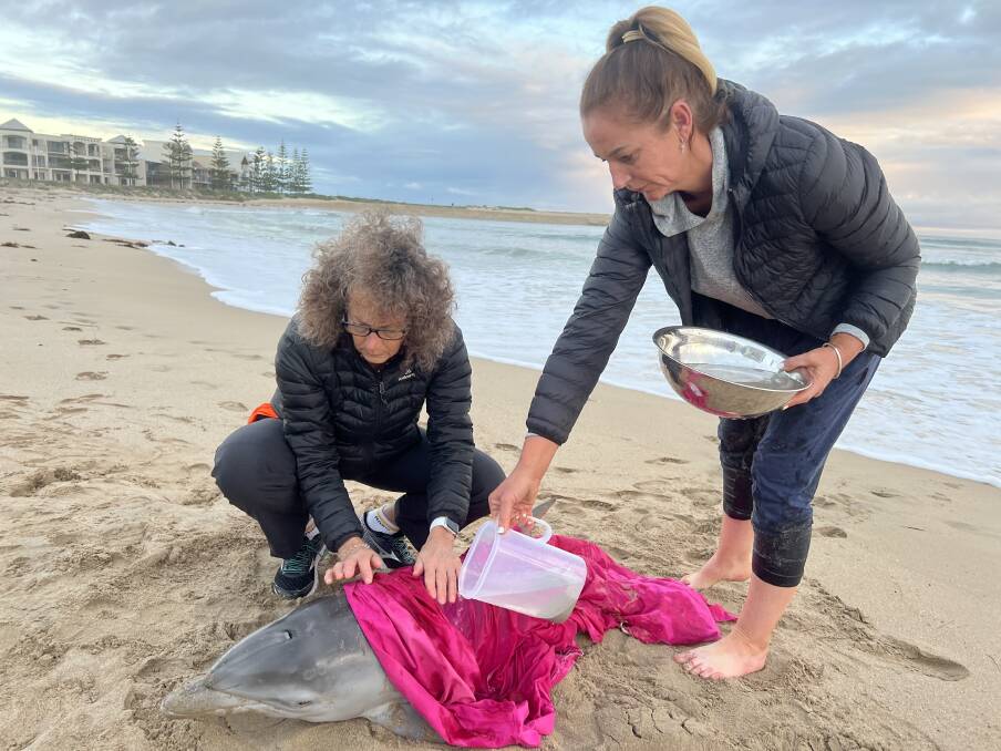 "EVERYONE JUST WANTS TO HELP": Members of the public Hazel and Bronwyn keeping the baby dolphin cool. Picture: Estuary Guardians.