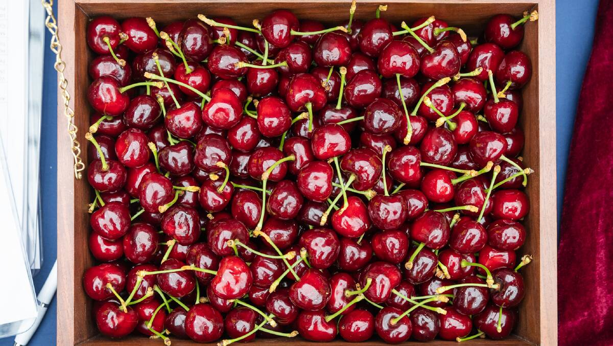 The prize cherries, ripe just in time after a slow start to the season. Picture - Perth Children's Hospital Foundation.