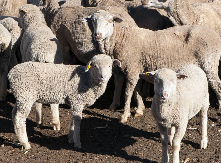 Animal welfare and farm trespass Bill introduced to WA Parliament