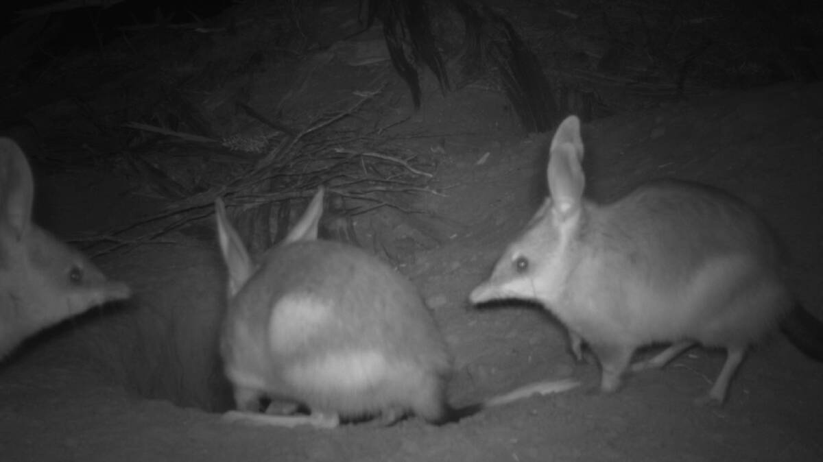 Bilby habitats in the West Kimberley monitored by motion-activated cameras for research by Murdoch University Masters student Faith Chen. Picture supplied.