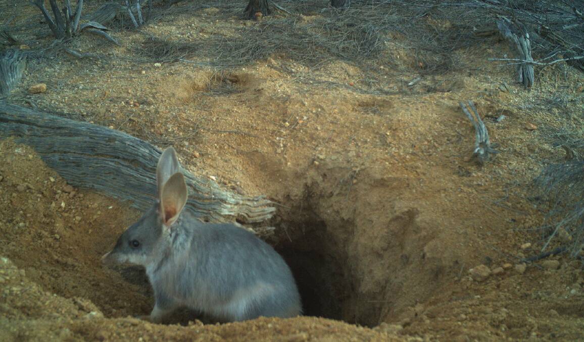 Bilby habitats in the West Kimberley monitored by motion-activated cameras for research by Murdoch University Masters student Faith Chen. Picture supplied.
