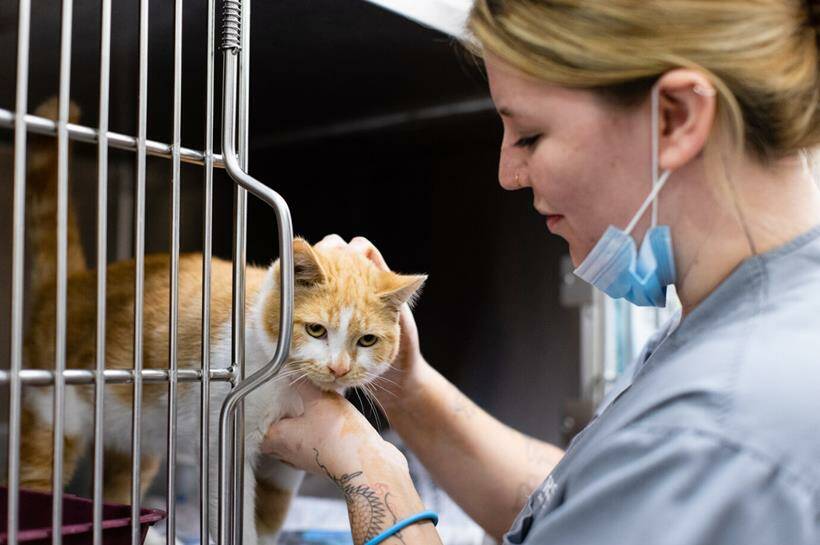 A shortage of core cat vaccinations has led RSPCA NSW to place a temporary hold on the acceptance of any surrendered or stray cats. Picture supplied.