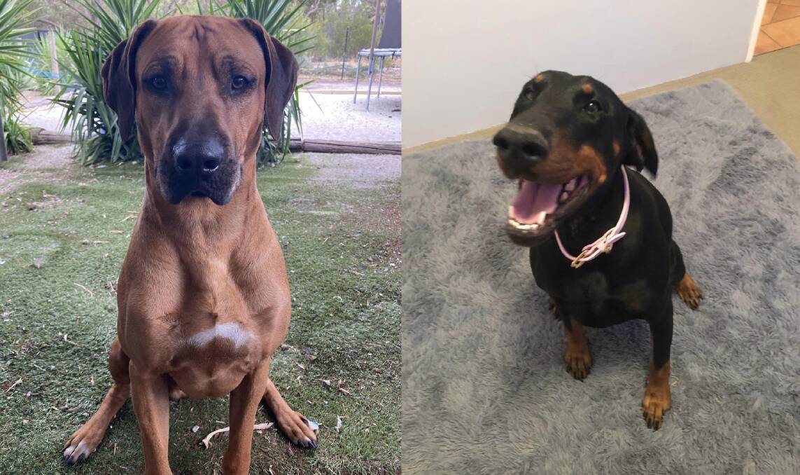 The Phelps' Rhodesian ridgeback Shaka (left) and doberman Nike (right). Pictures supplied.
