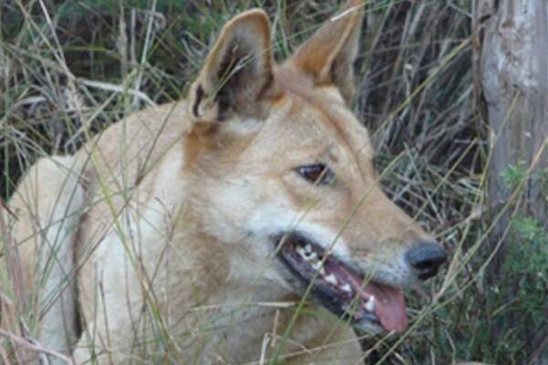 FAST SPREADER: A deadly disease which was first detected among domestic dogs in Australia last year is now believed to have spread to pet dingoes.