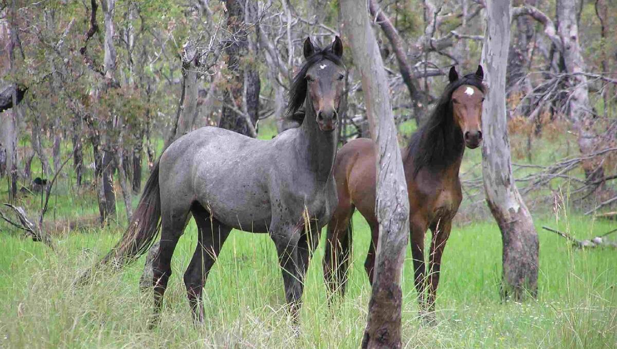 Outback horses now the prime suspect in dog poison deaths | Mandurah Mail