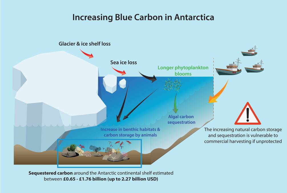 How we can increase Blue Carbon in Antarctica. Figure: Camille Moreau and Bernabe Moreno. Global Change Biology, Bax et al., 2020