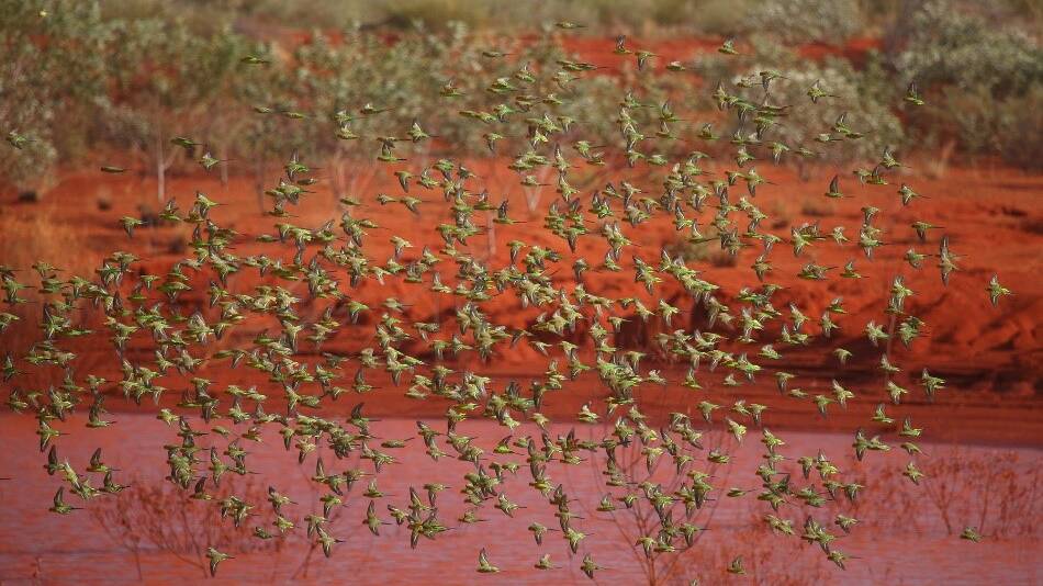 Budgies swarming over outback waterhole. Pic: Chris Watson/Shutterstock
