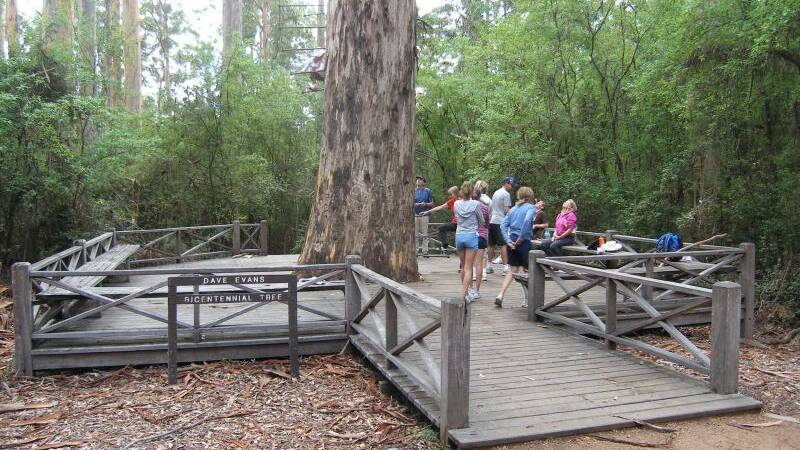 Dave Evans Bicentennial Tree: Climbing Australia’s scariest tourist attraction