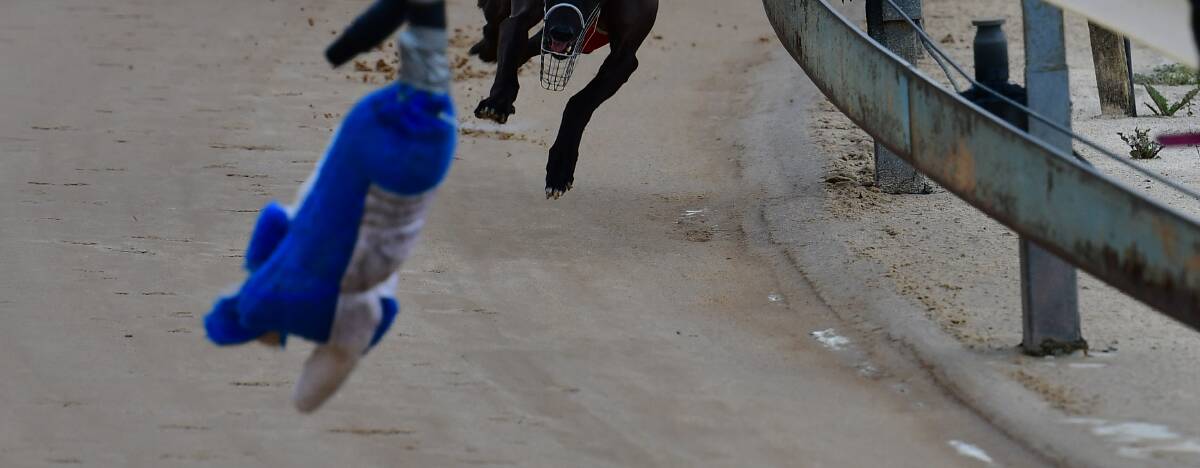 Legionnaires Disease concern: testing at NSW dog track
