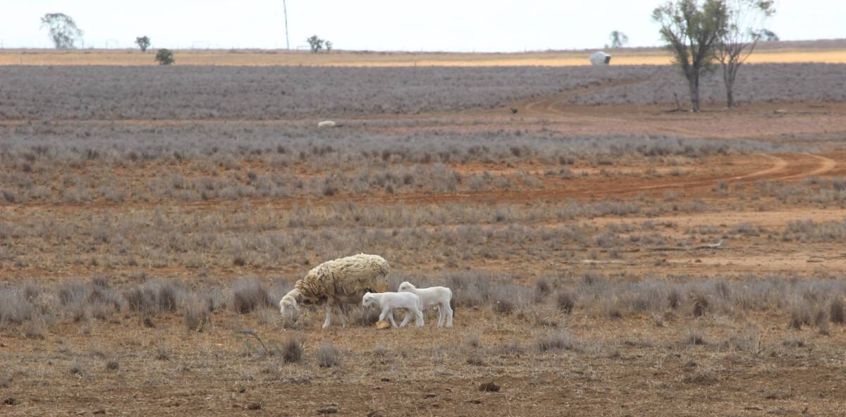 A Dorper ewe with twins at foot at our property south of Roma over the weekend. 