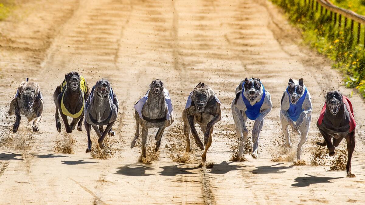 A former Ravenswood resident has been suspended from racing after his greyhound tested positive for amphetamine. Photo: File image.