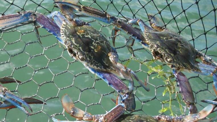 Hefty fines dealt: A group of men were fined thousands for catching and planning to eat 98 undersized crabs from Coodanup Reserve. Photo: File image.