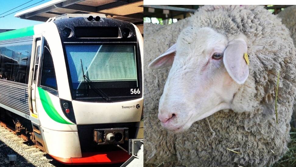 Baaad day: Mandurah trains delayed due to sheep on tracks