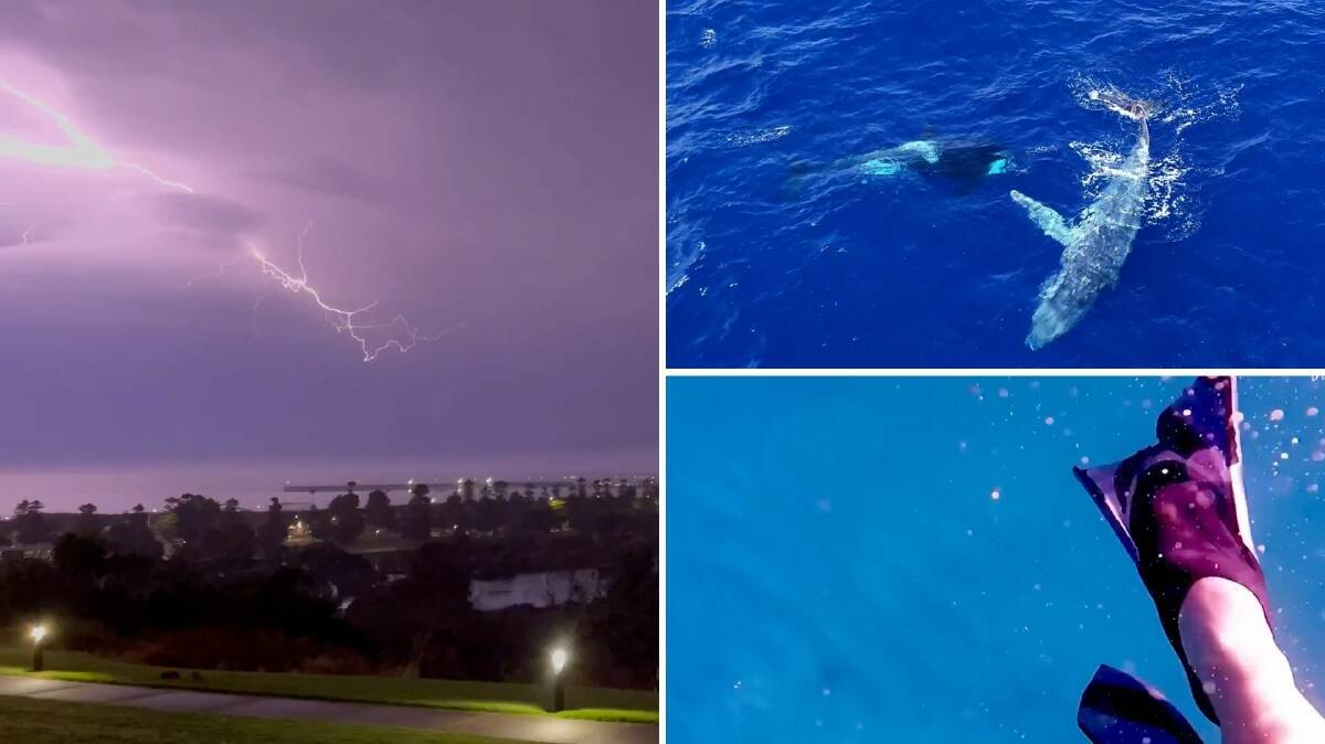 WATCH: Lightning strikes outside Thunder Bay, Victoria (left), a pod of killer whales free a trapped humpback in WA (top right) and snorkellers get up close and personal with a shark (bottom right).