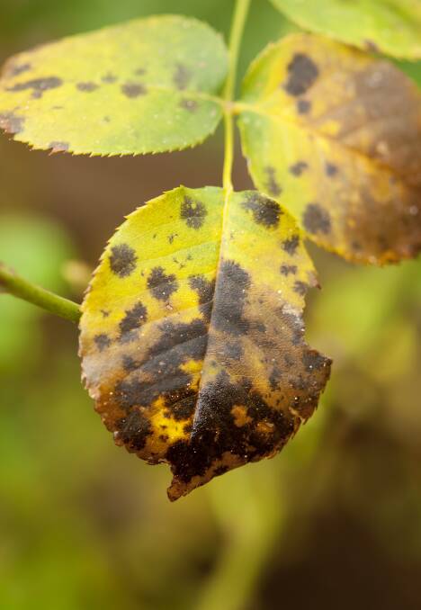 Canker blossom: Black spot on roses is a very common yet preventable fungal disease that can spread by wind or water splashed off infected leaves. Photo: iStock.