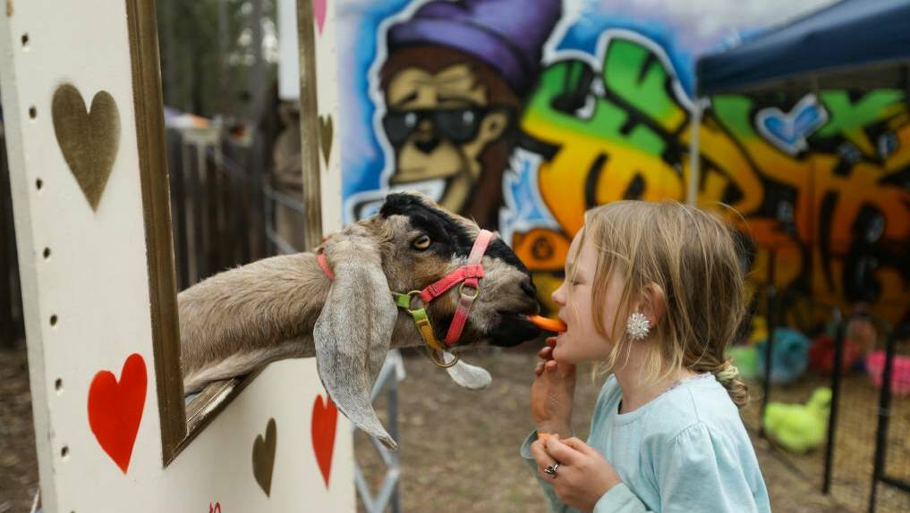 Willow Hawkes met Blitz the goat at the kissing booth at Dashville Skyline six moths ago. Photo: Jonathan Carroll